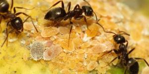 تفسير
      حلم
      النمل
      الأسود
      في
      المنام
      وعلاقته
      بالتغلب
      على
      المشكلات
      والصعوبات
