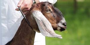 الصين
      تستنسخ
      اثنين
      من
      الماعز
      من
      السلالة
      التبتية