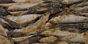 ضبط
      32
      طن
      سمك
      مجمد
      فاسد
      في
      حملات
      مكبرة
      بالبحيرة