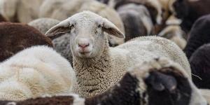 تفسير
      حلم
      شراء
      خروف
      بالمنام
      وعلاقته
      بالترقية
      في
      العمل