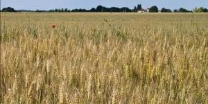 التموين:
      4
      جهات
      لتسويق
      محصول
      القمح
      المحلي
      2024