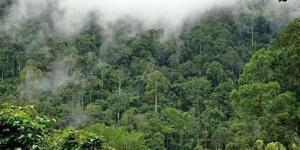 إزالة
      الغابات
      في
      بوليفيا
      تهدد
      هذا
      المحصول،
      ما
      القصة؟
