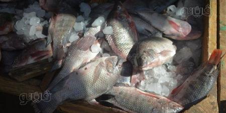 أسعار
      الأسماك
      اليوم،
      البلطي
      الأسواني
      يبدأ
      من
      30
      جنيهًا
      بسوق
      العبور