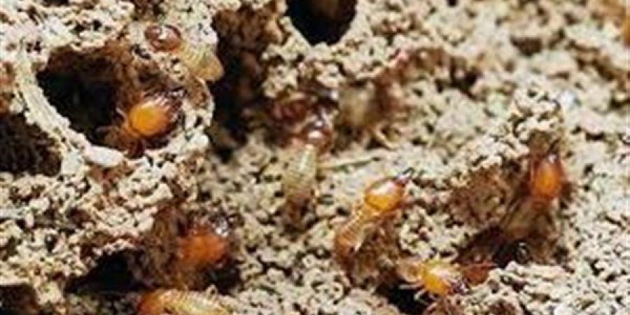 دولة أفريقية تواجه أزمة الغذاء بـ "بيت النمل"
