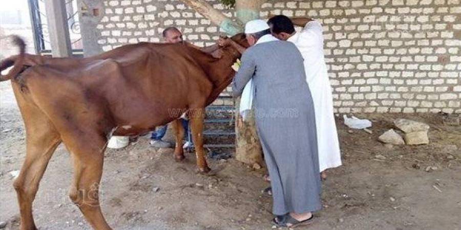 تحصين
      6877
      رأس
      ماشية
      ضد
      الحُمى
      القُلاعية
      والوادي
      المُتصدع
      ببني
      سويف